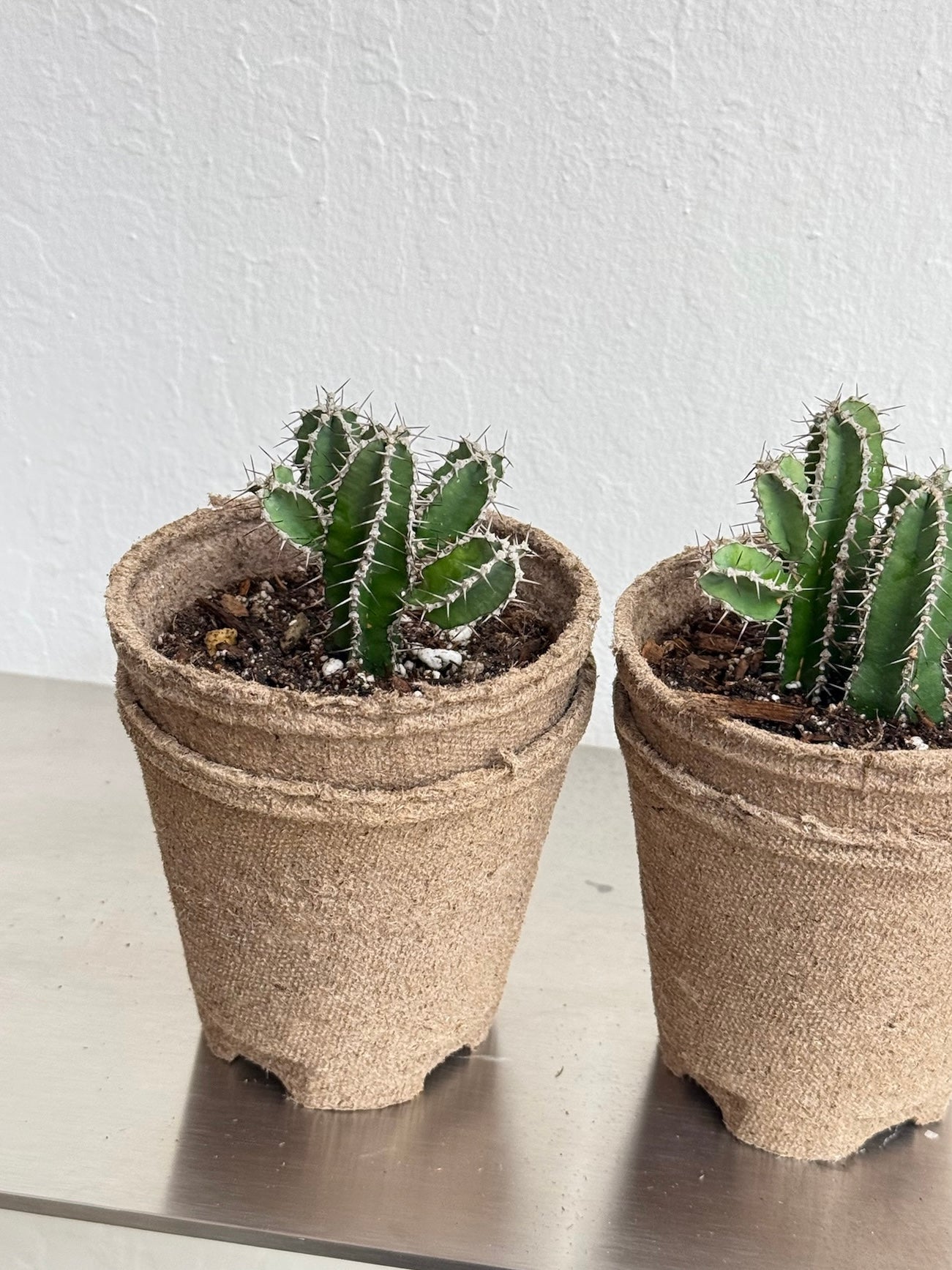 Euphorbia Polyacantha ‘Fishbone Cactus’