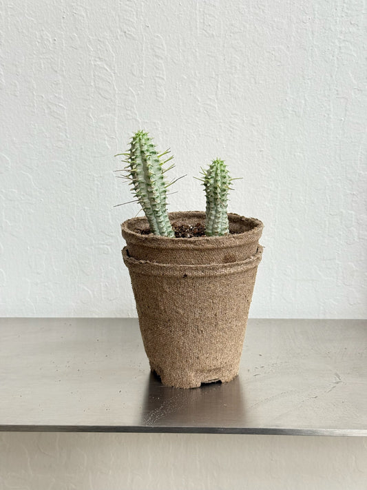 Euphorbia Mammillaris Variegated- rare found