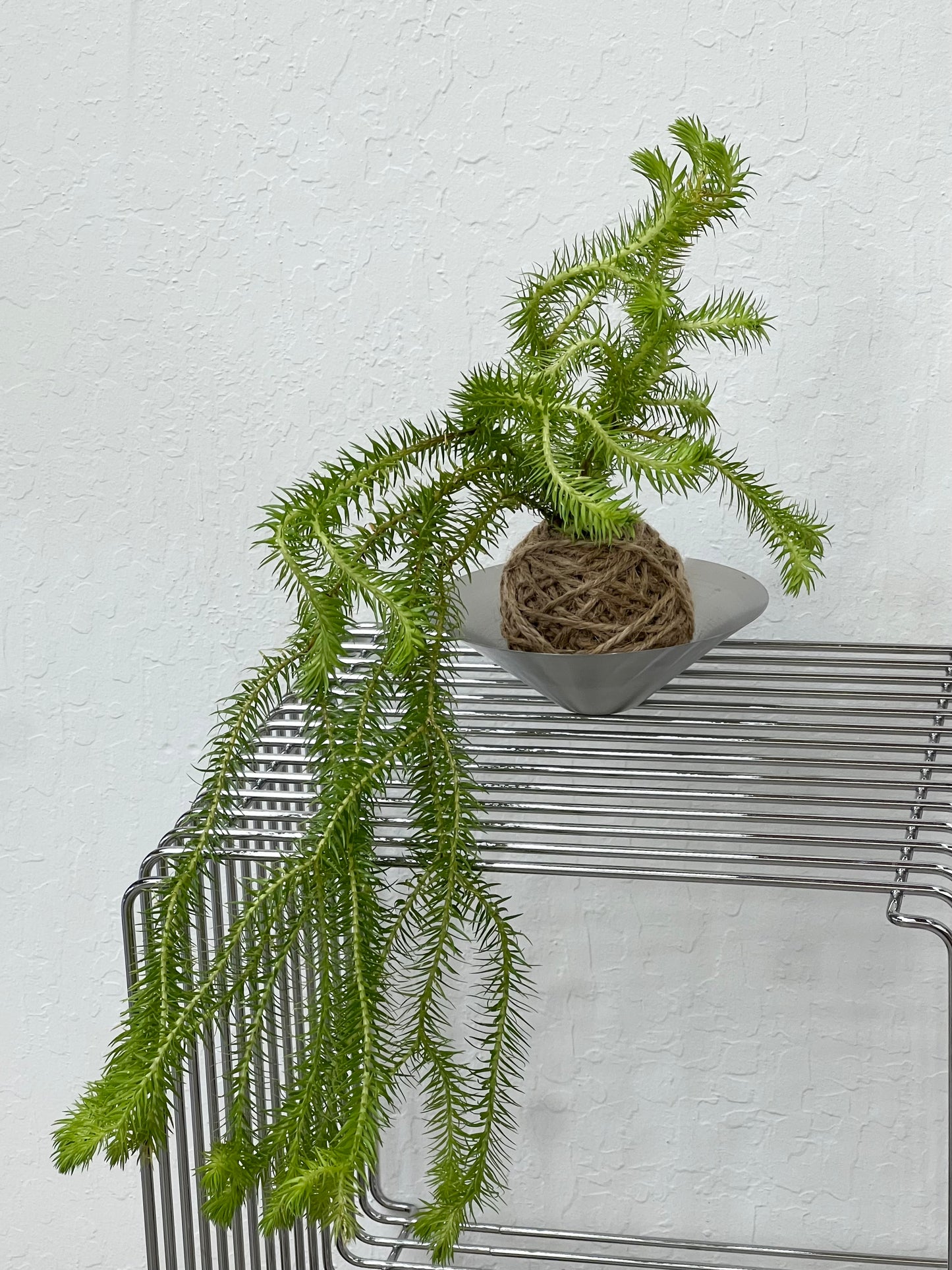 Kokedama Workshop Register - In Store on Mar 30