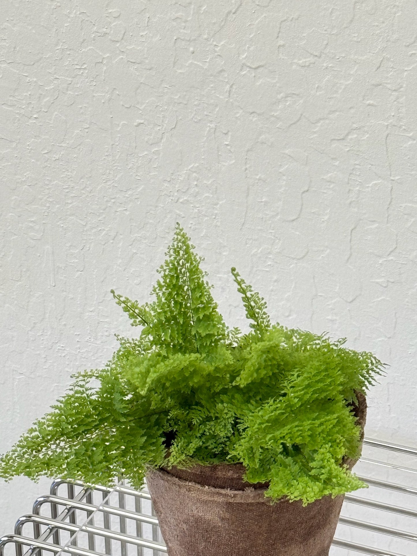 Cotton Candy Fern