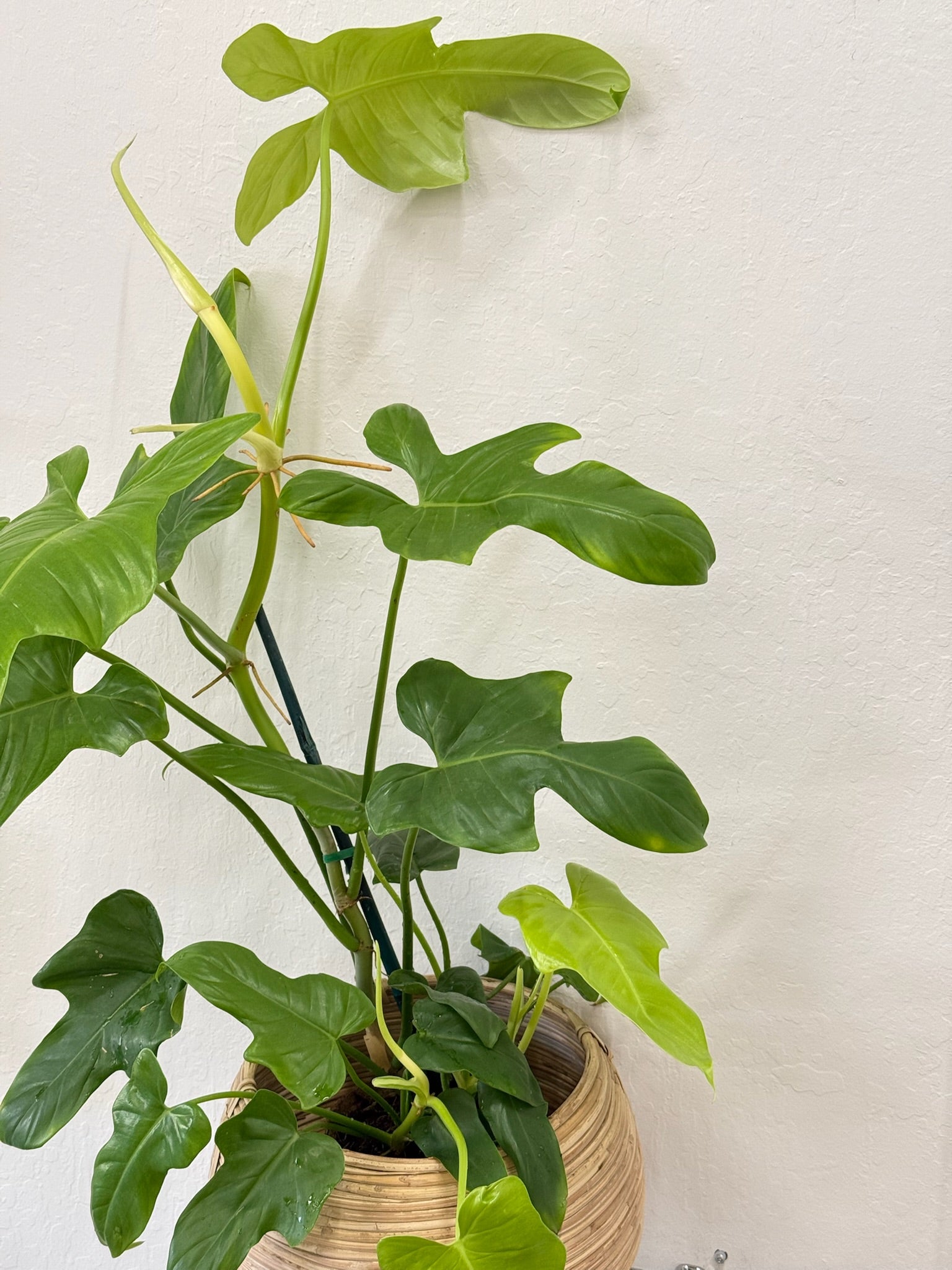 philodendron panduriforme common name Philodendron Panduriforme – Ti Tree Plants