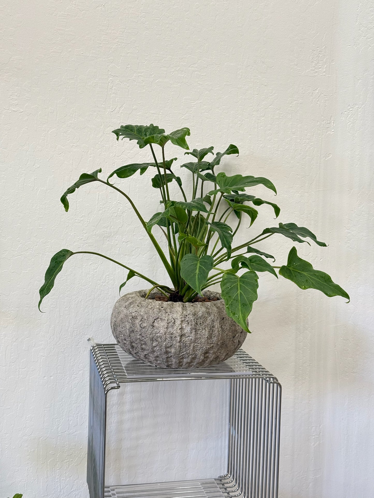 philodendron Xanadu in Stone Planter