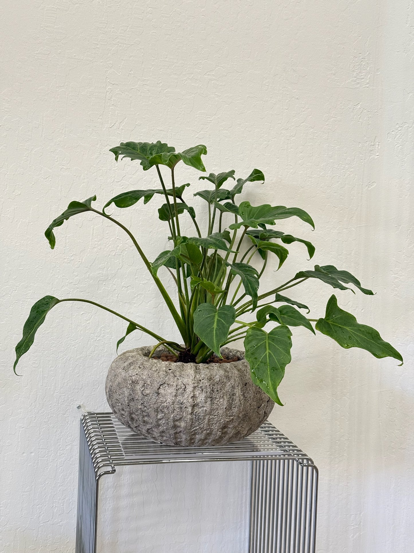 philodendron Xanadu in Stone Planter