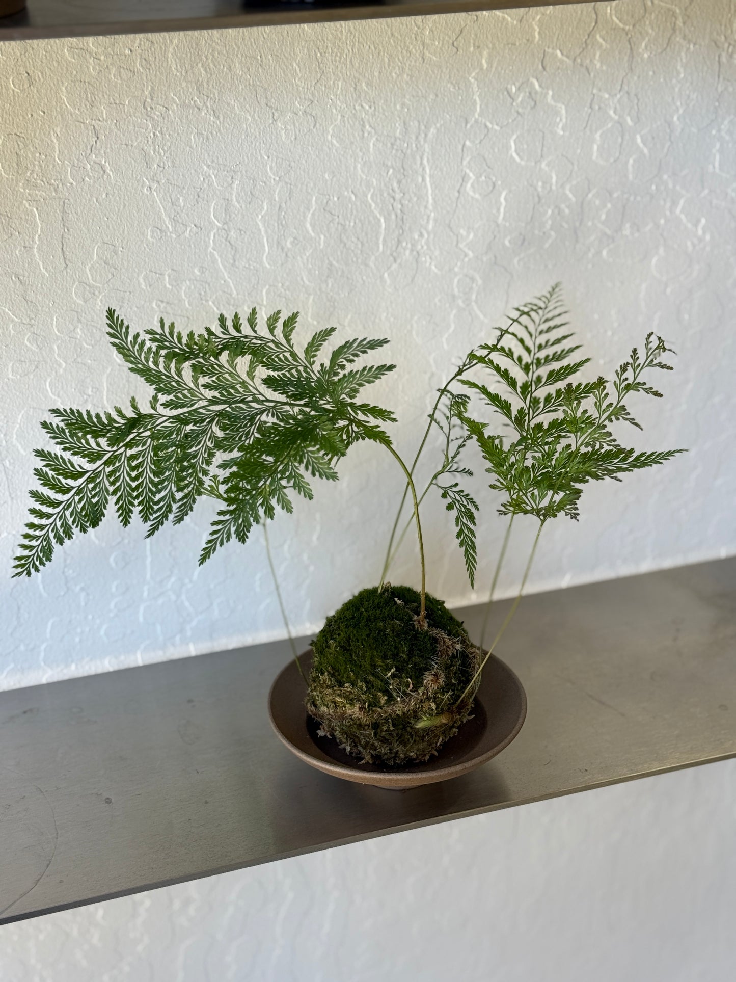 Davallia fejeensis Kokedama Composition