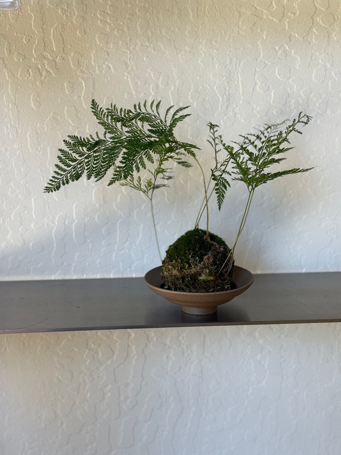 Davallia fejeensis Kokedama Composition