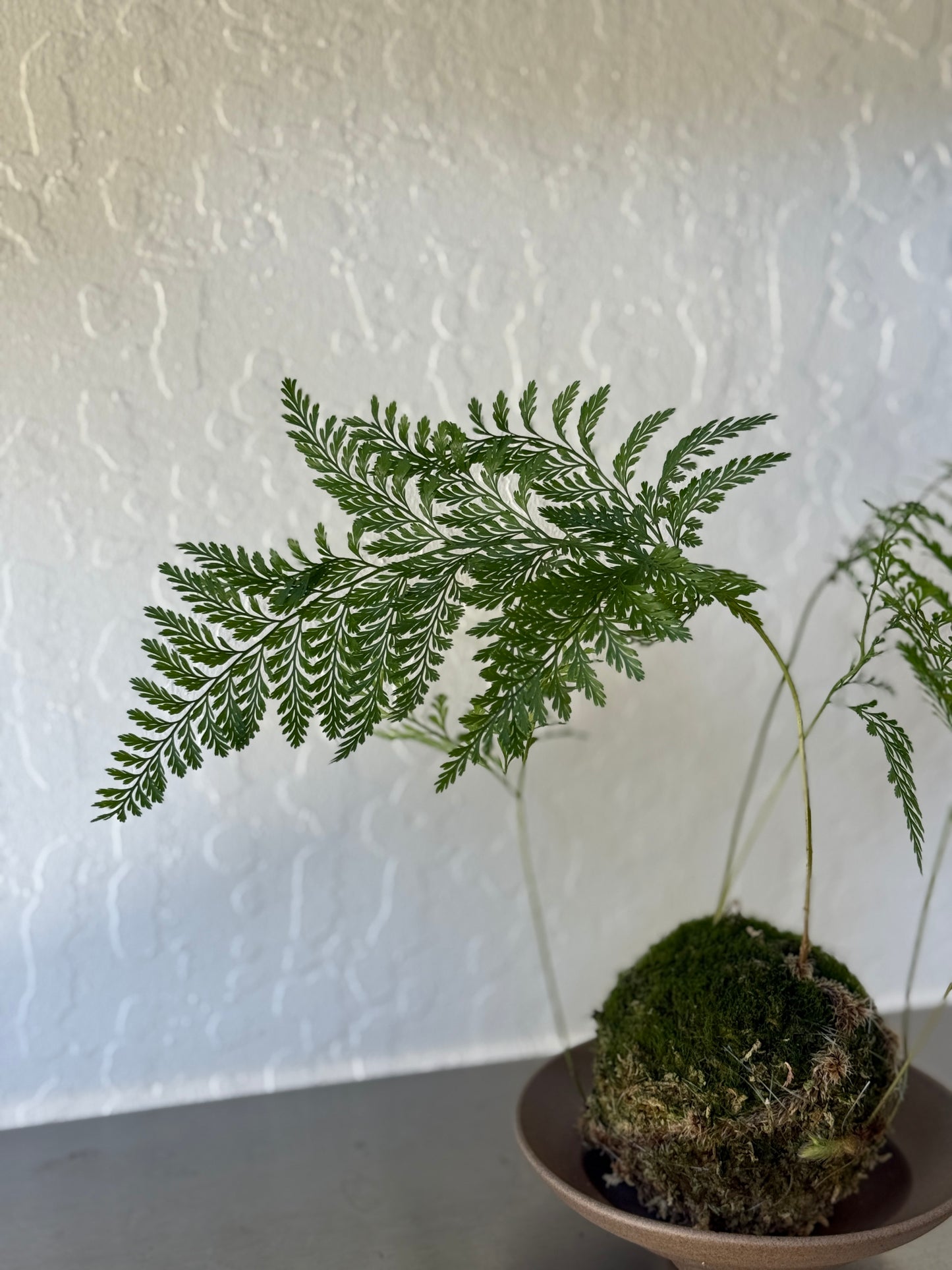 Davallia fejeensis Kokedama Composition