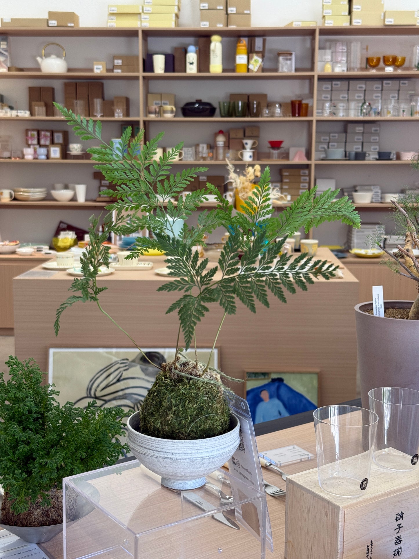 Davallia fejeensis Kokedama Composition