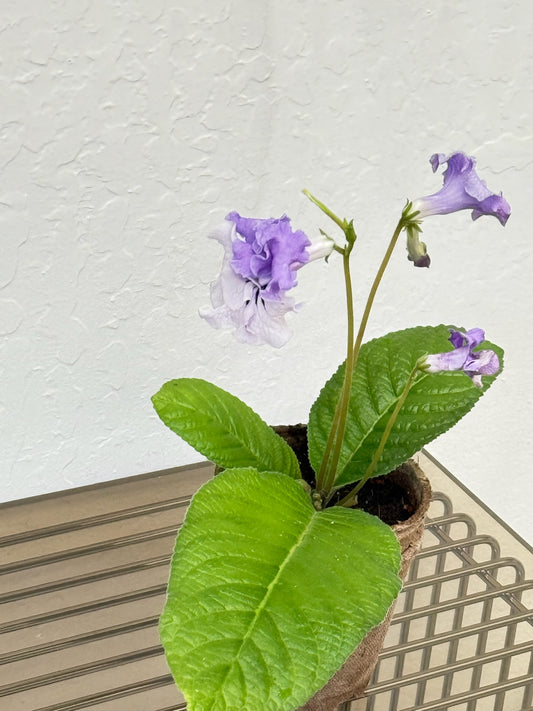 Streptocarpus ‘DS light smoke’- year-round blooms