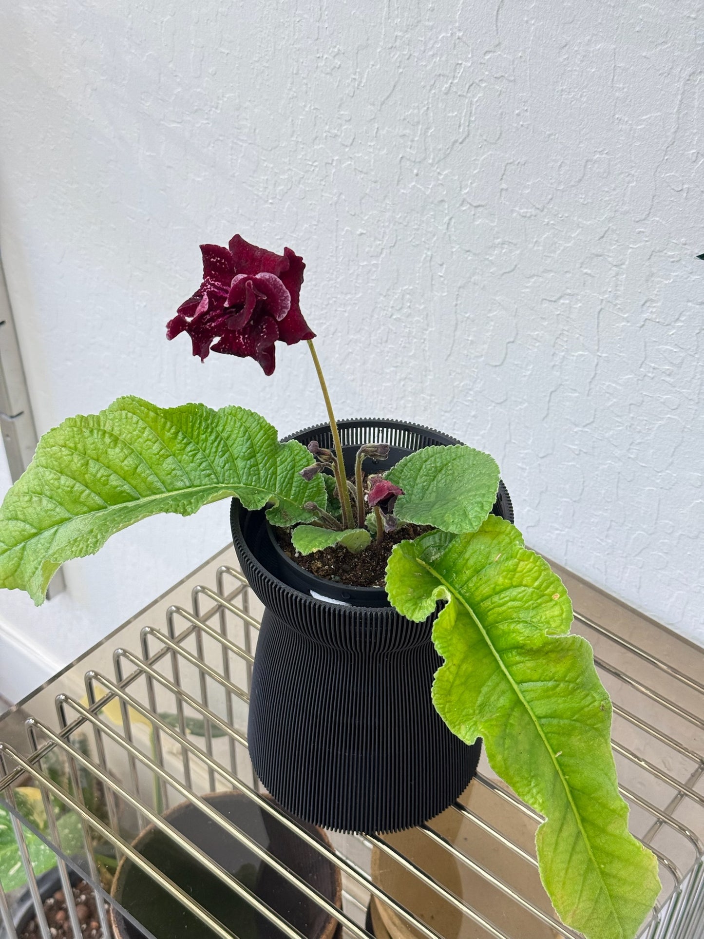 Hanaire self-watering & air pruning planter