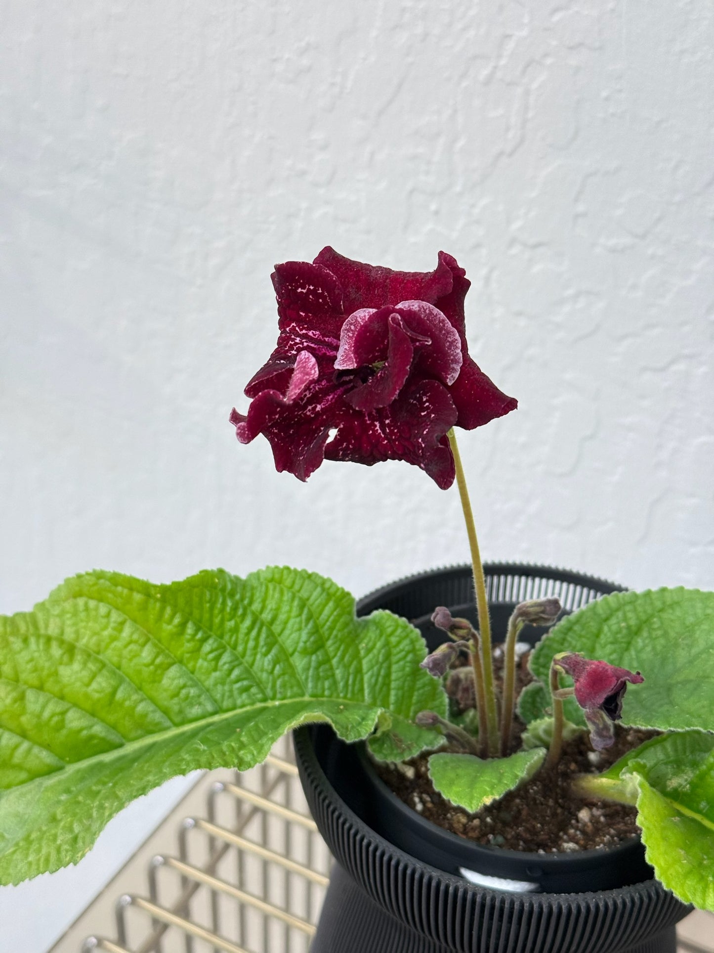 Streptocarpus ’DS-Shake’ in Verdi HANAIRE