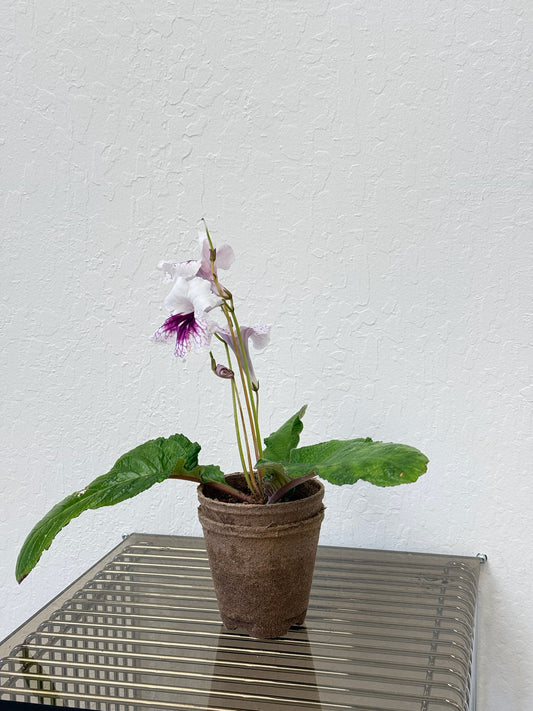 Streptocarpus ‘SK-2007’ - year round blooms