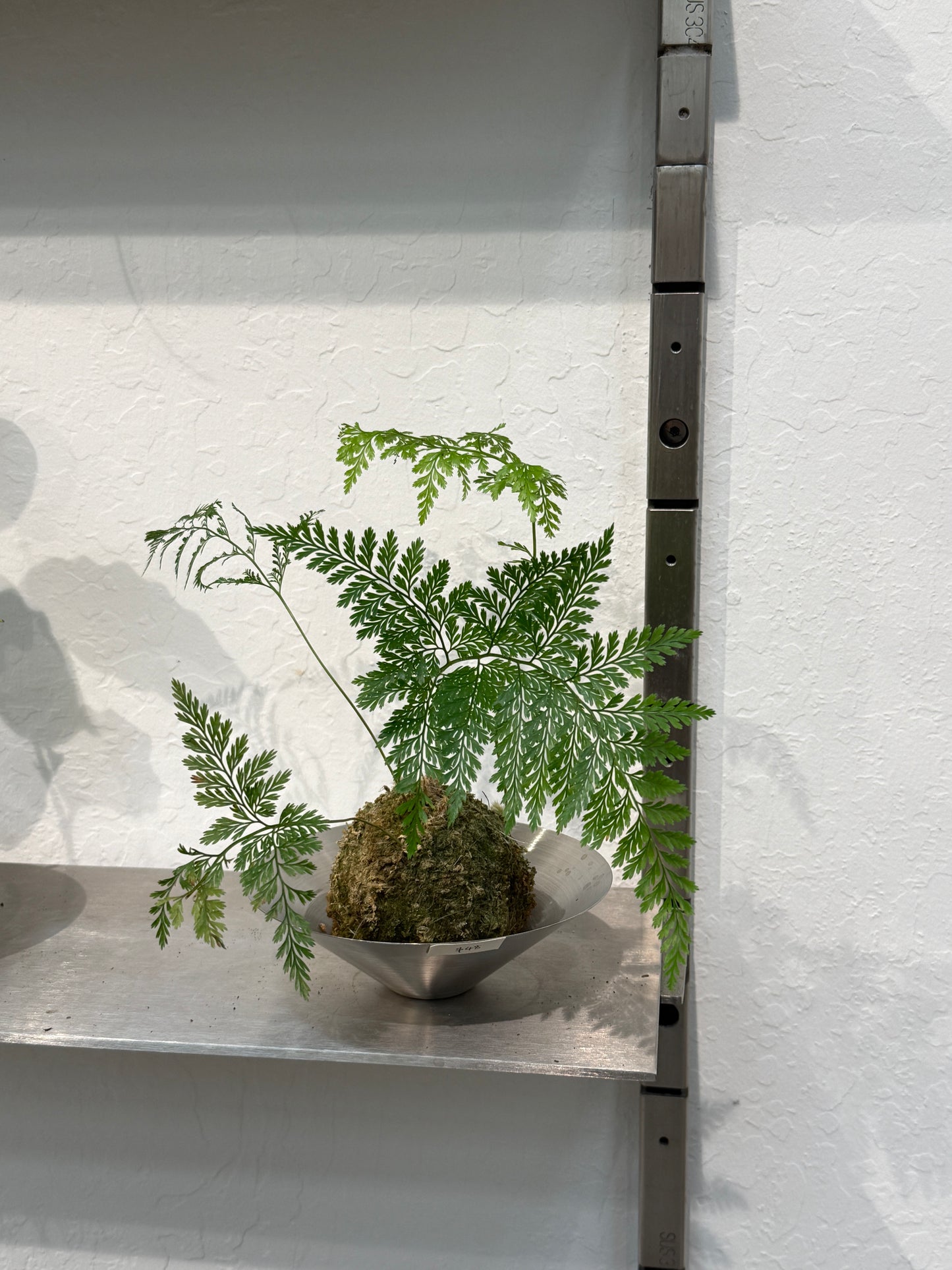 Davallia fejeensis Kokedama Composition
