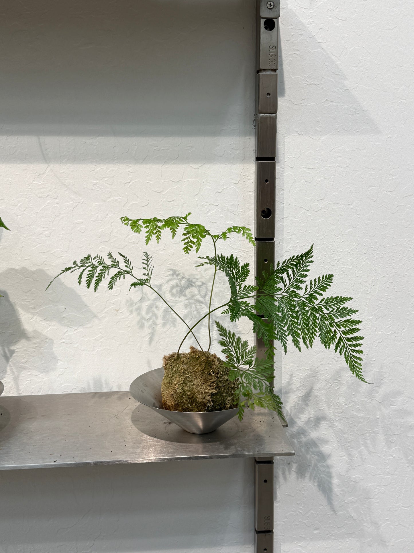 Davallia fejeensis Kokedama Composition