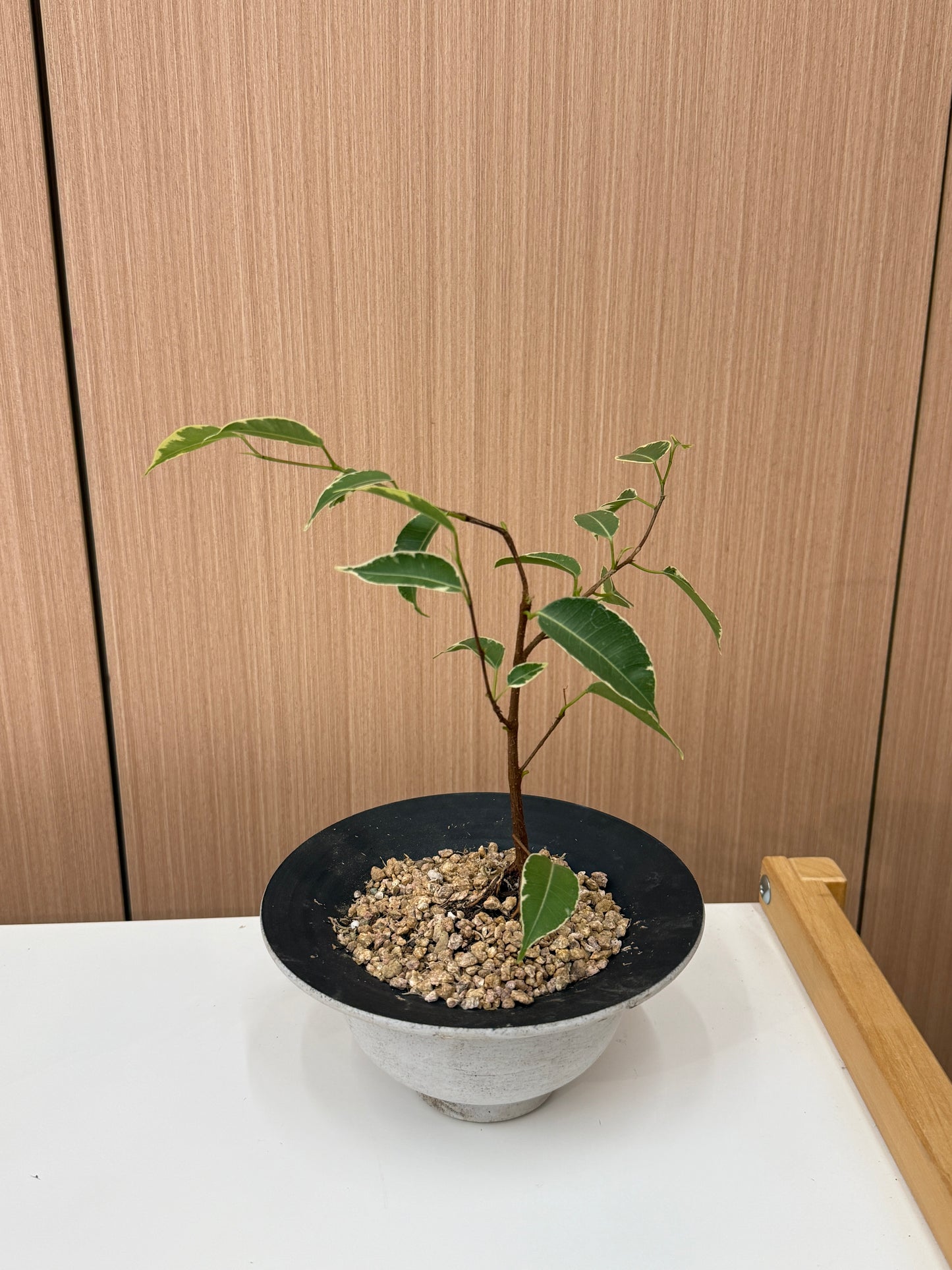 Ficus benjamina ‘Starlight’ Composition II