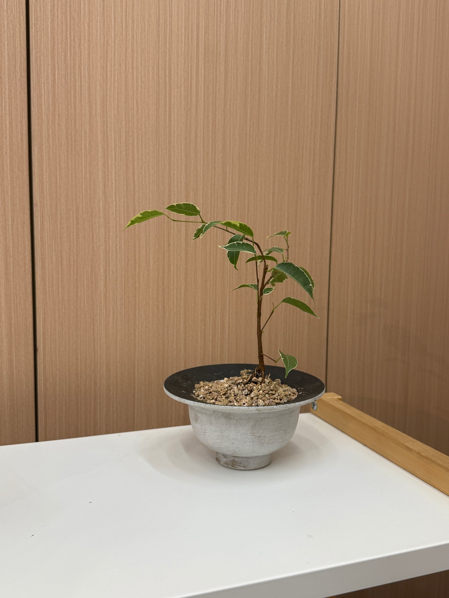 Ficus benjamina ‘Starlight’ Composition II
