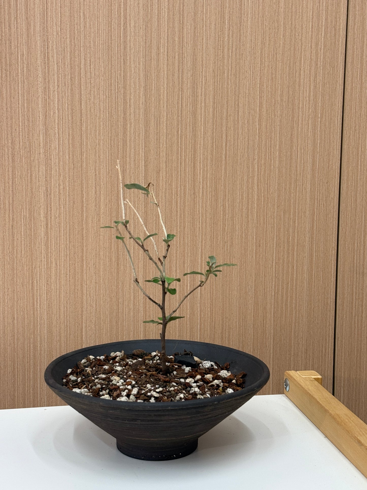 Corokia cotoneaster Composition