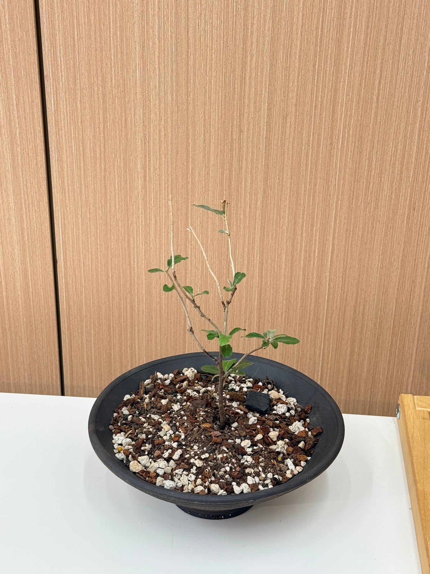 Corokia cotoneaster Composition