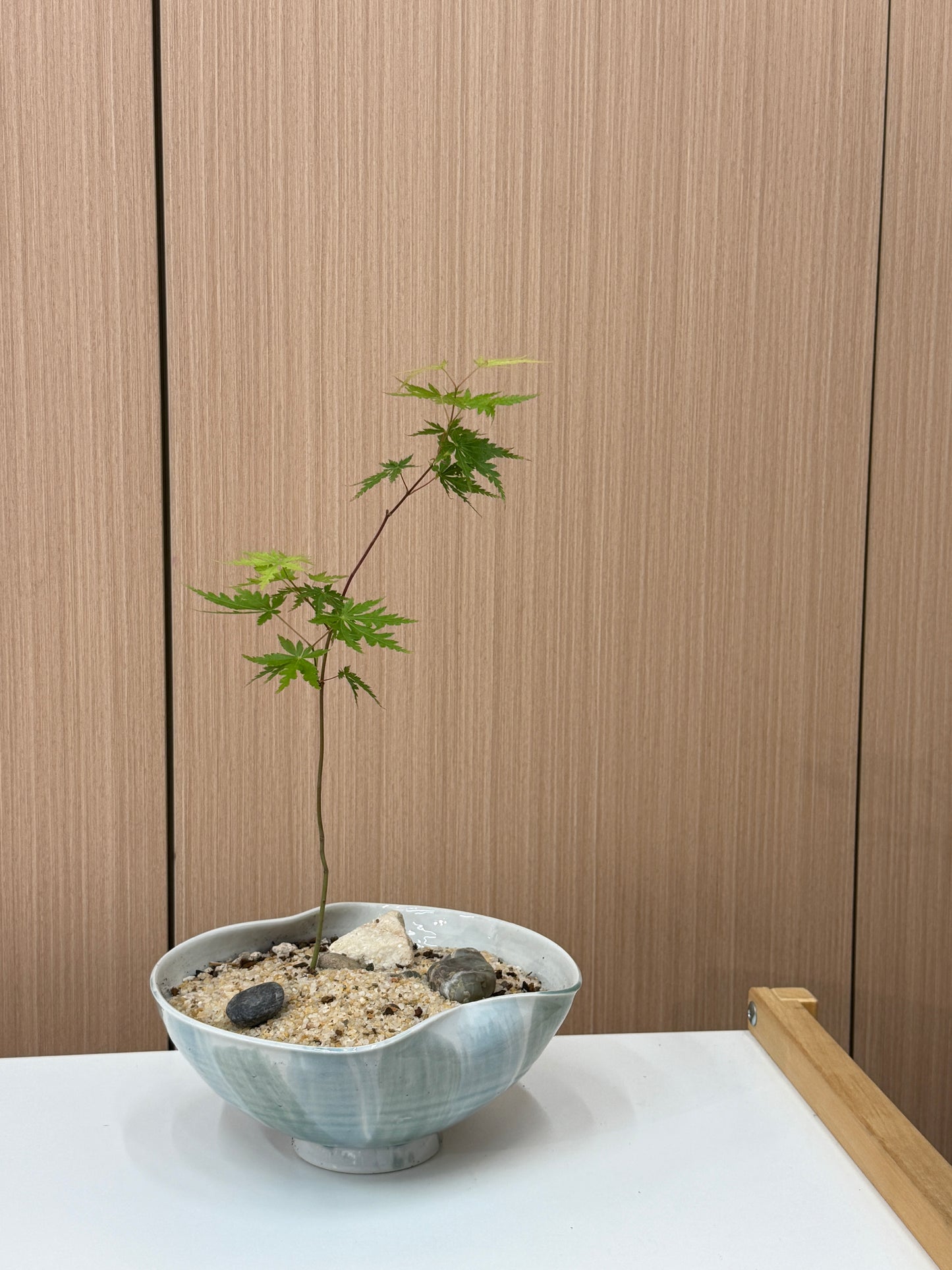 Acer palmatum Composition