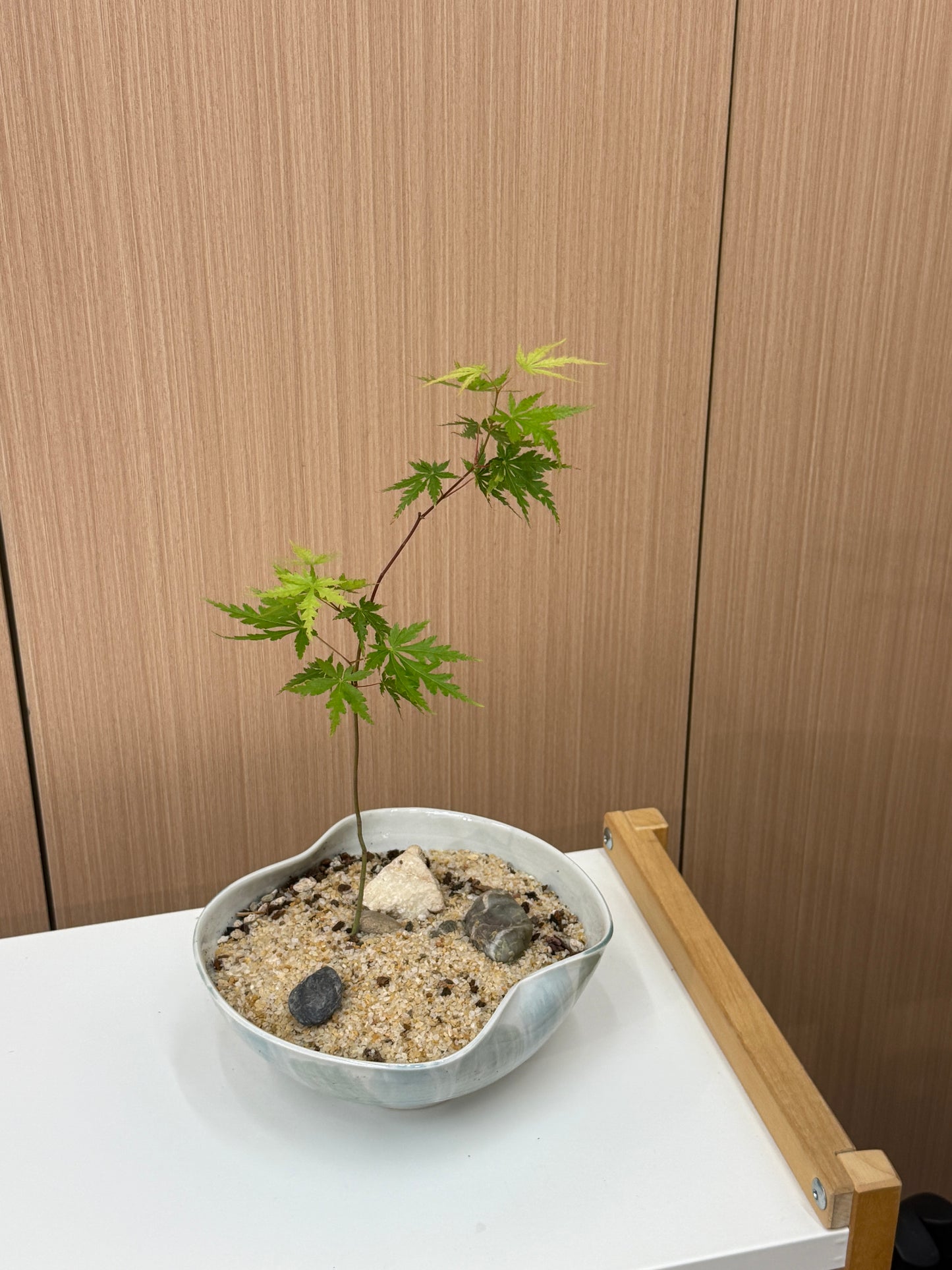 Acer palmatum Composition
