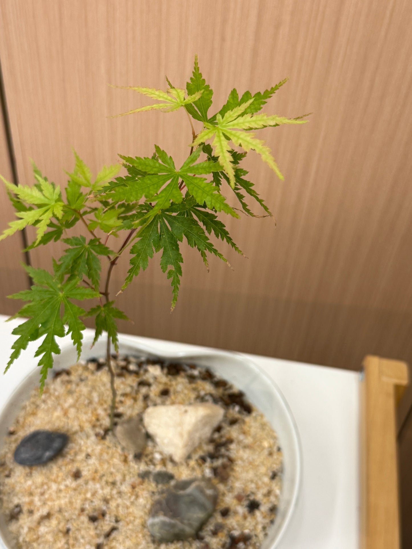 Acer palmatum Composition