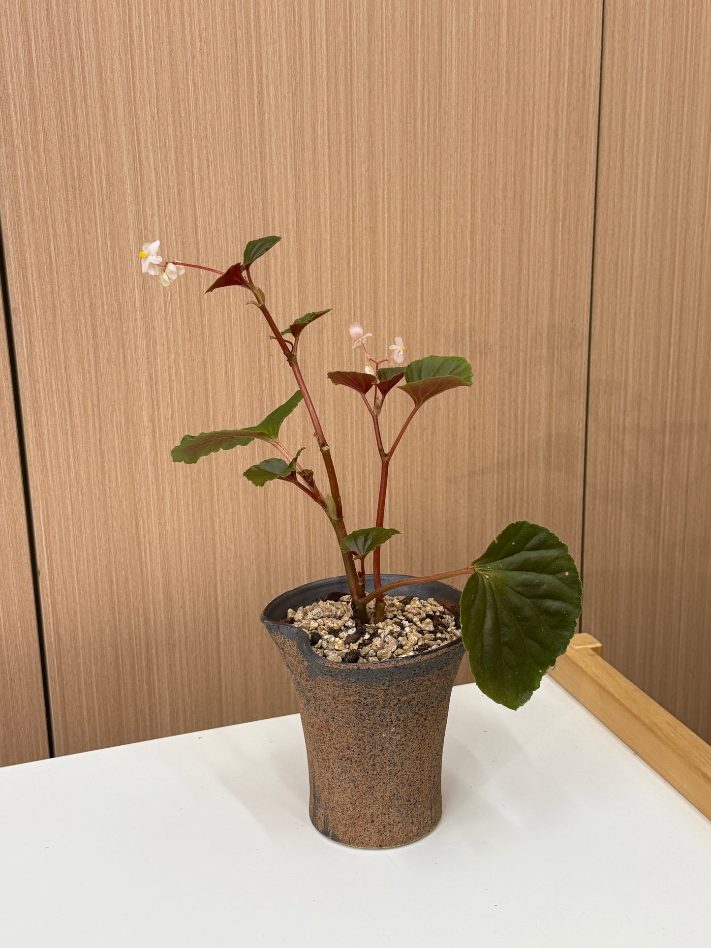 Begonia sp. Composition