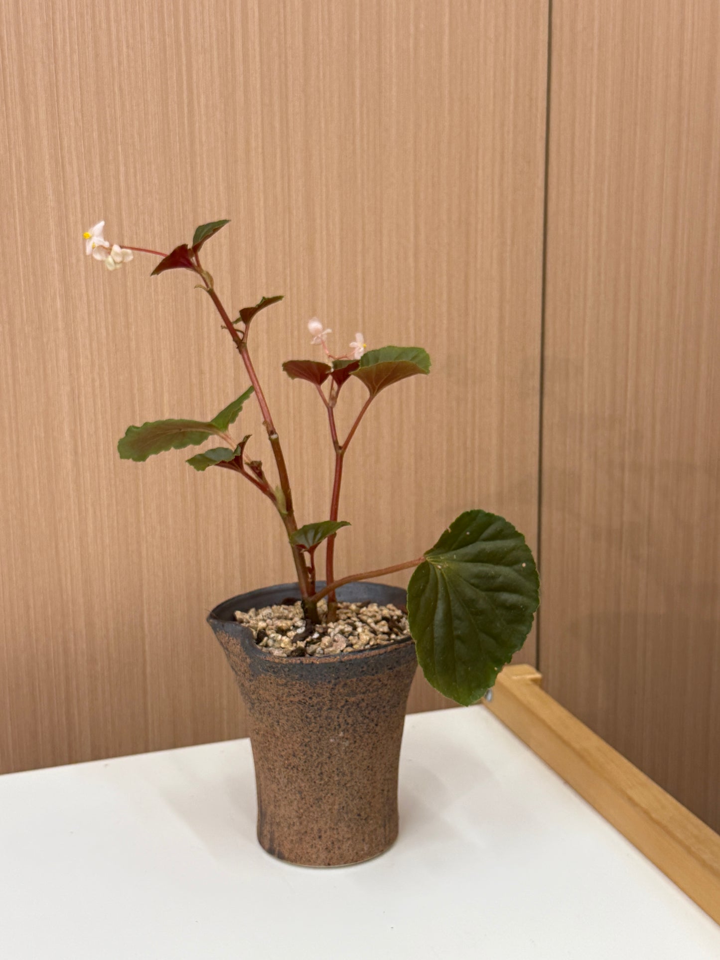 Begonia sp. Composition