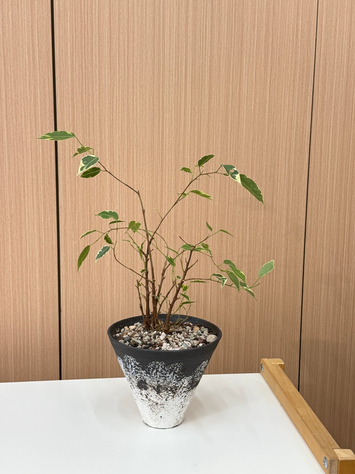 Ficus benjamina ‘Starlight’ Composition I