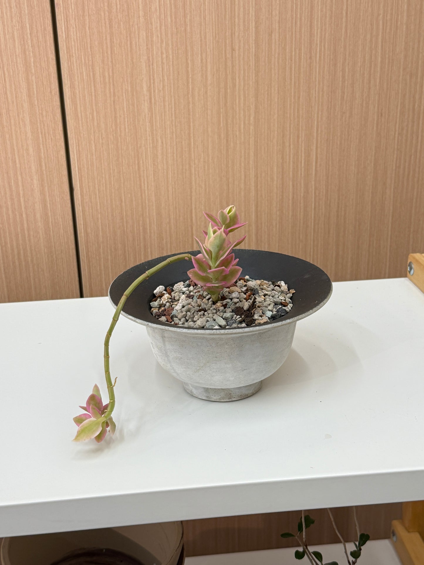 Crassula perforata ‘Variegata’ Composition