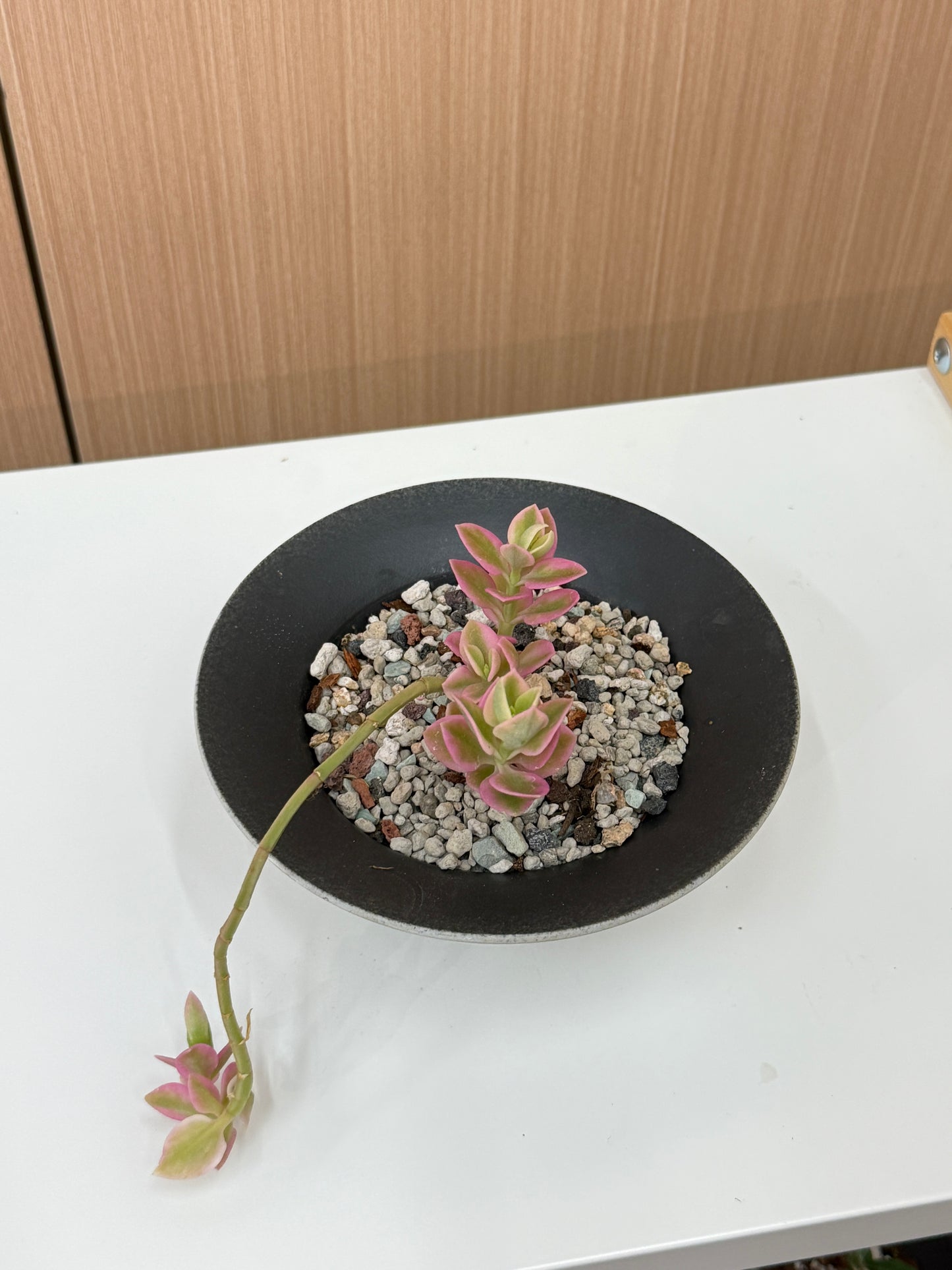Crassula perforata ‘Variegata’ Composition