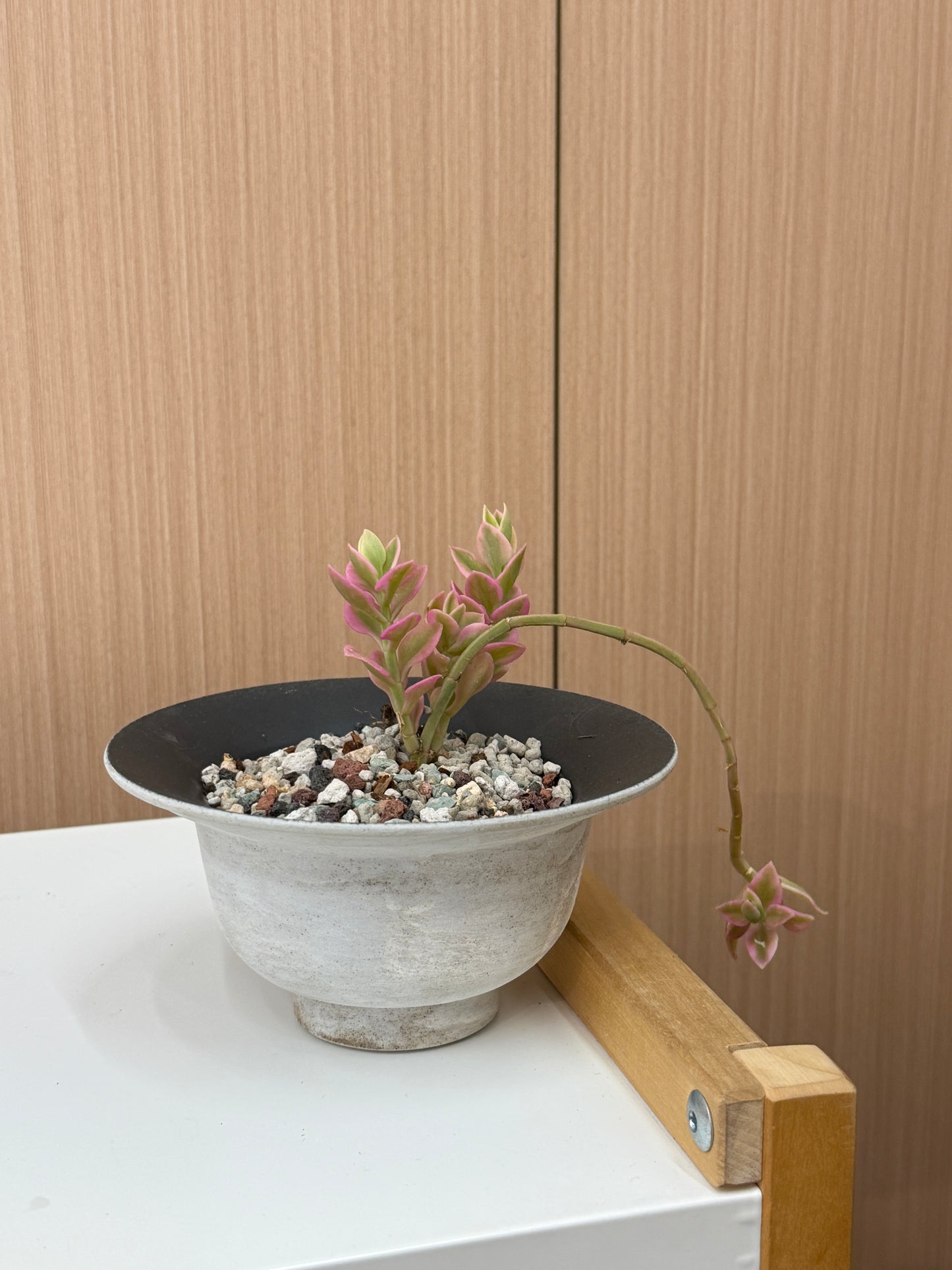 Crassula perforata ‘Variegata’ Composition