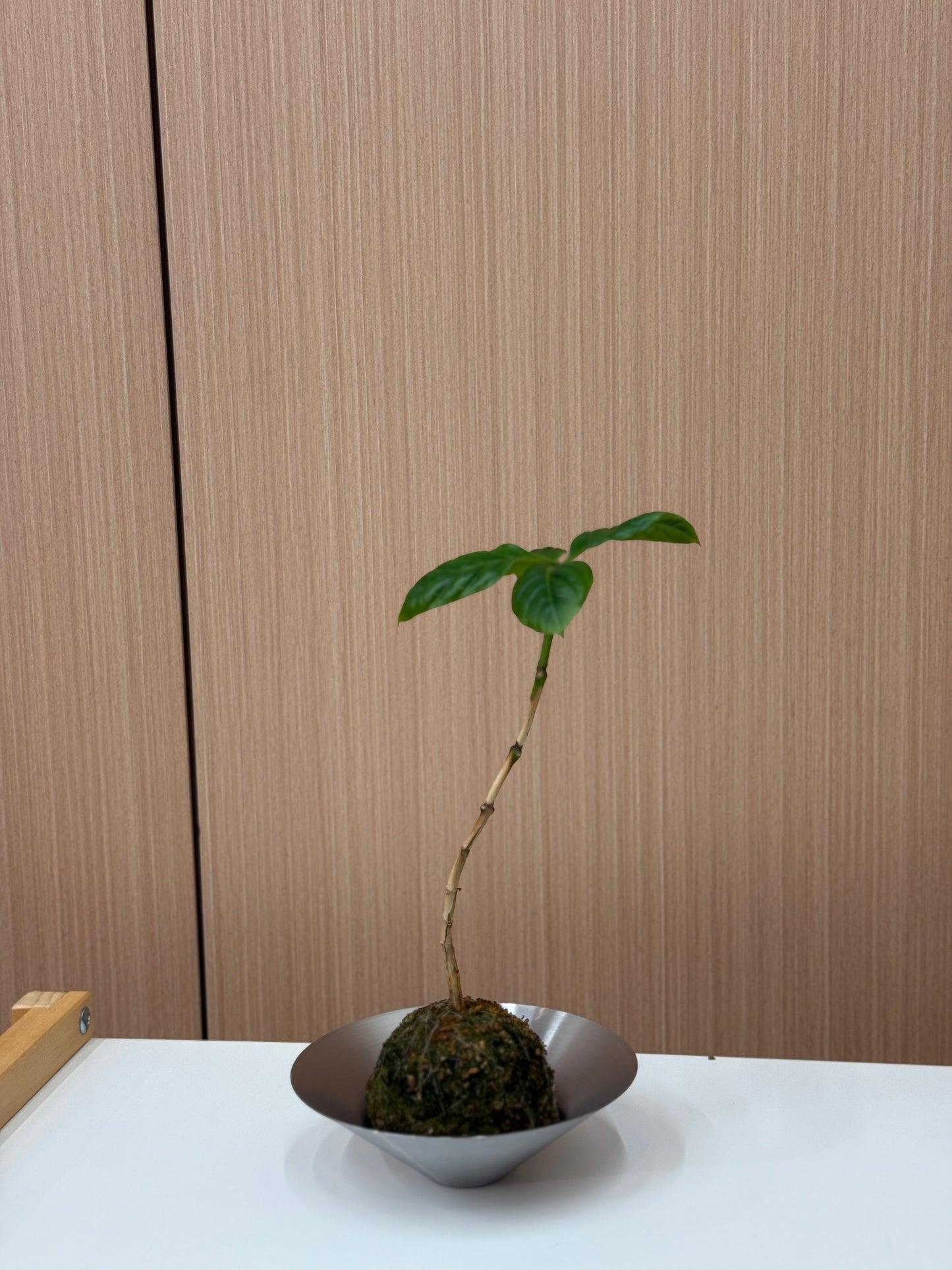 Coffee Plant Kokedama
