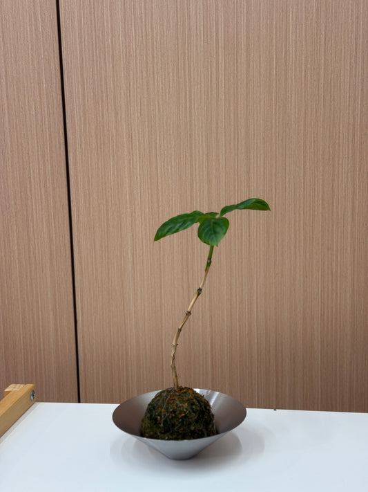 Coffee Plant Kokedama