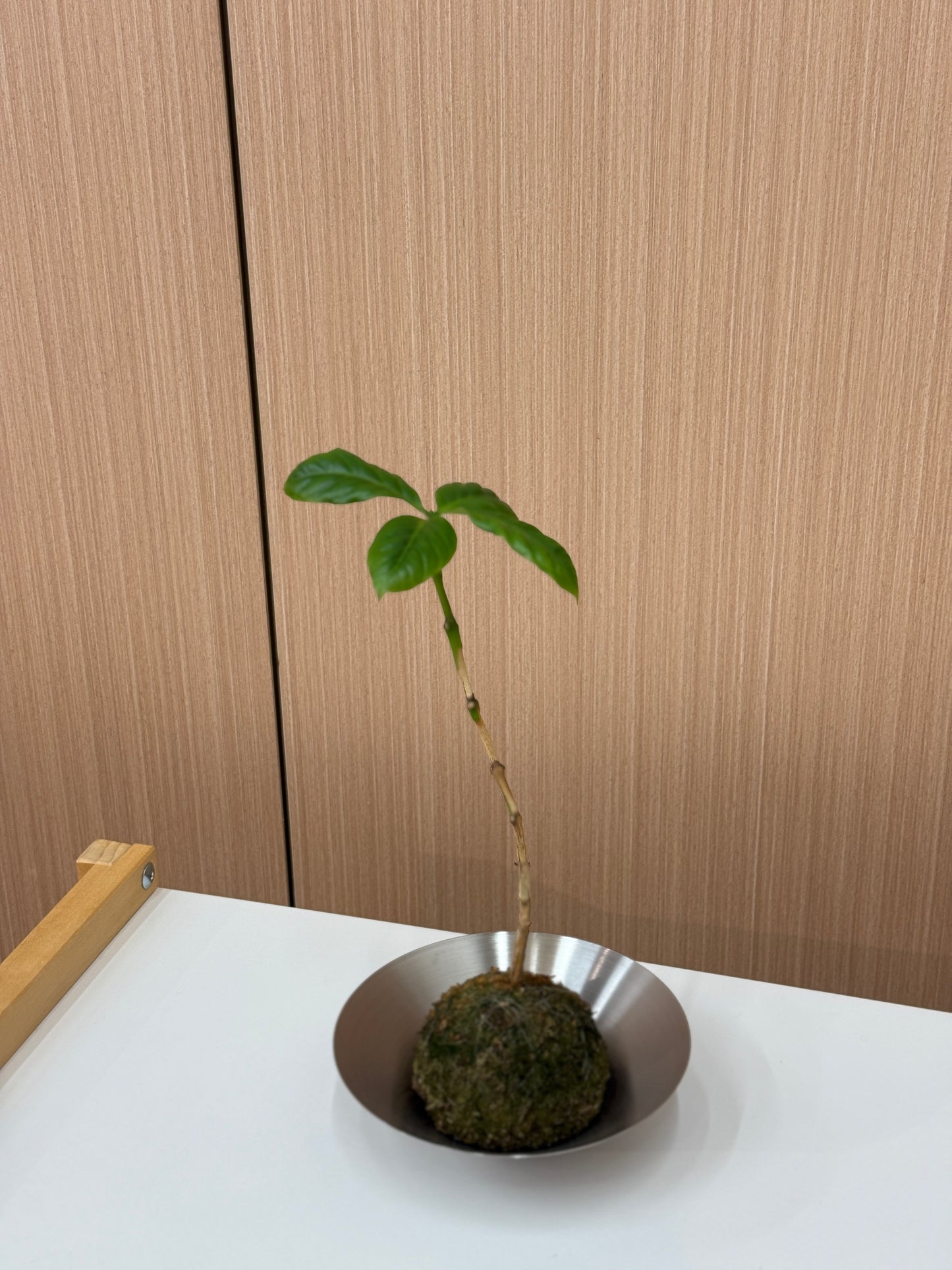 Coffee Plant Kokedama