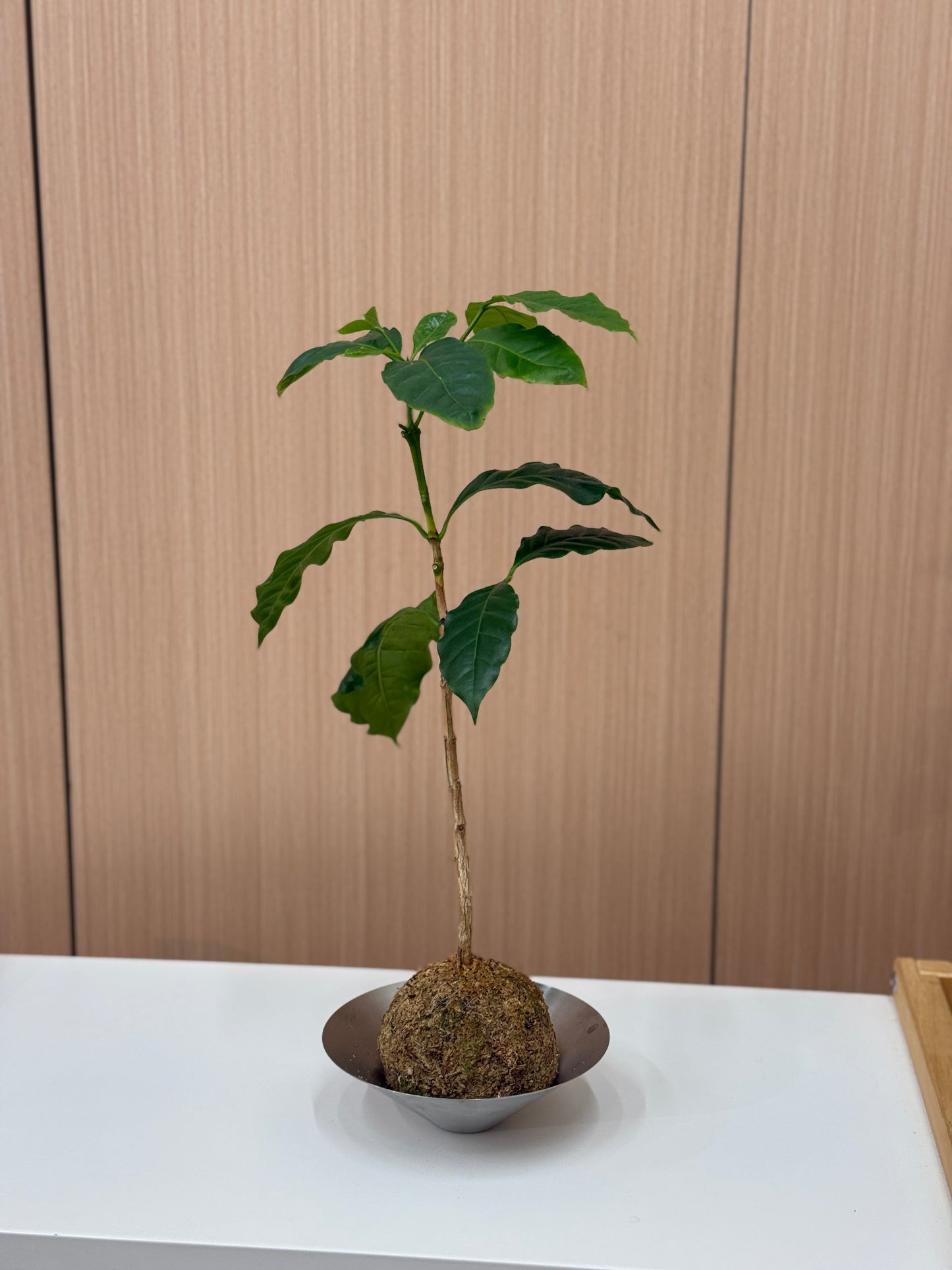 Coffee Plant Kokedama