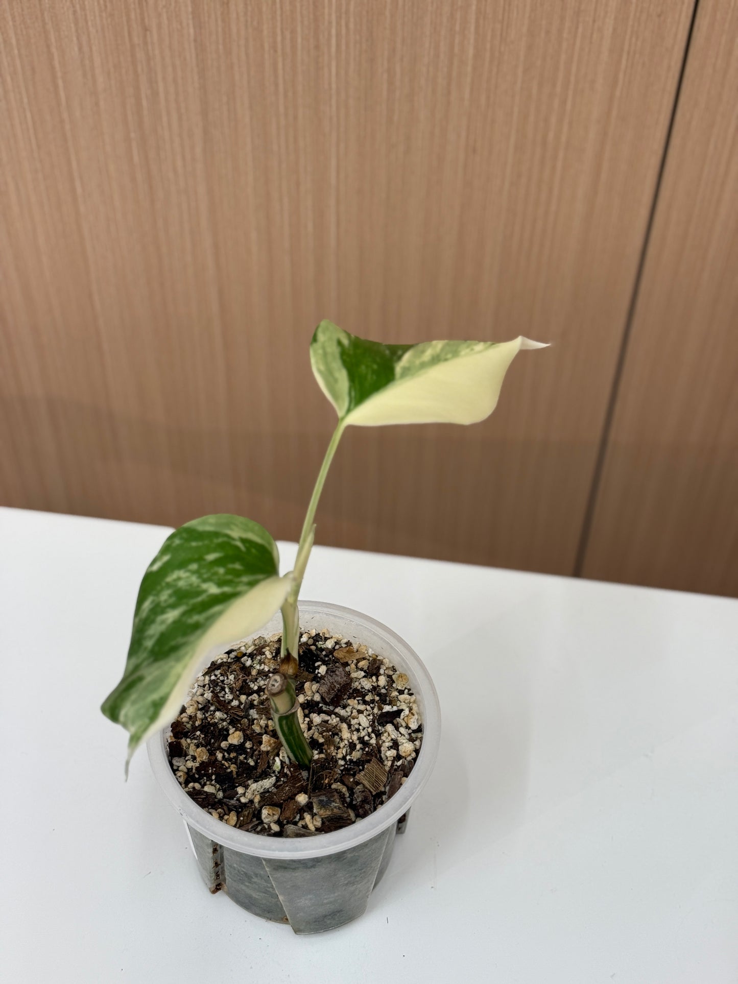 Monstera Albo