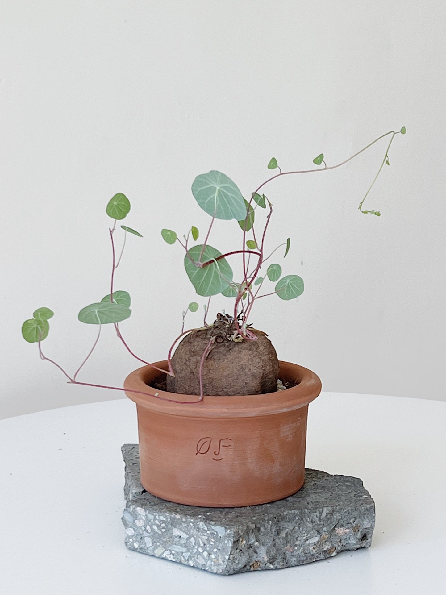 Stephania Yunnanensis in Ti Tree clay pots